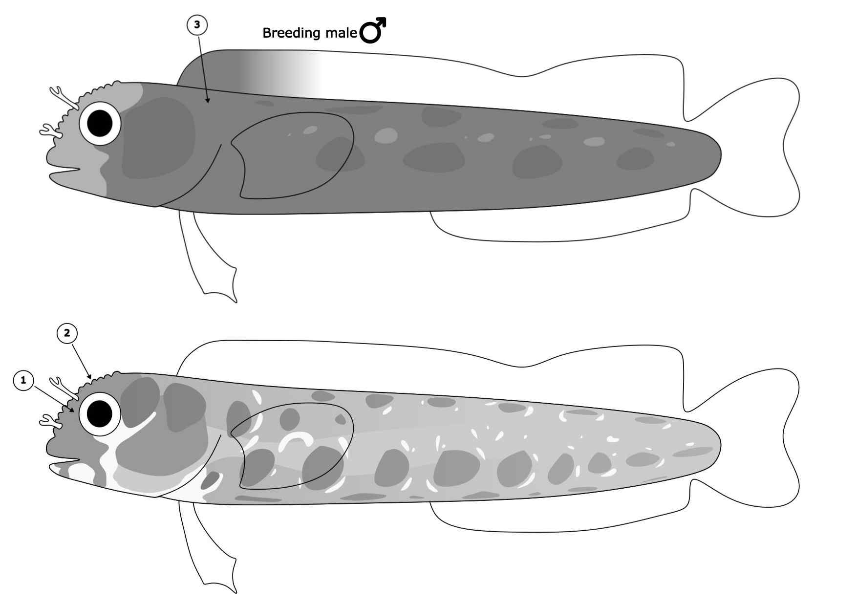 Acanthemblemaria balanorum