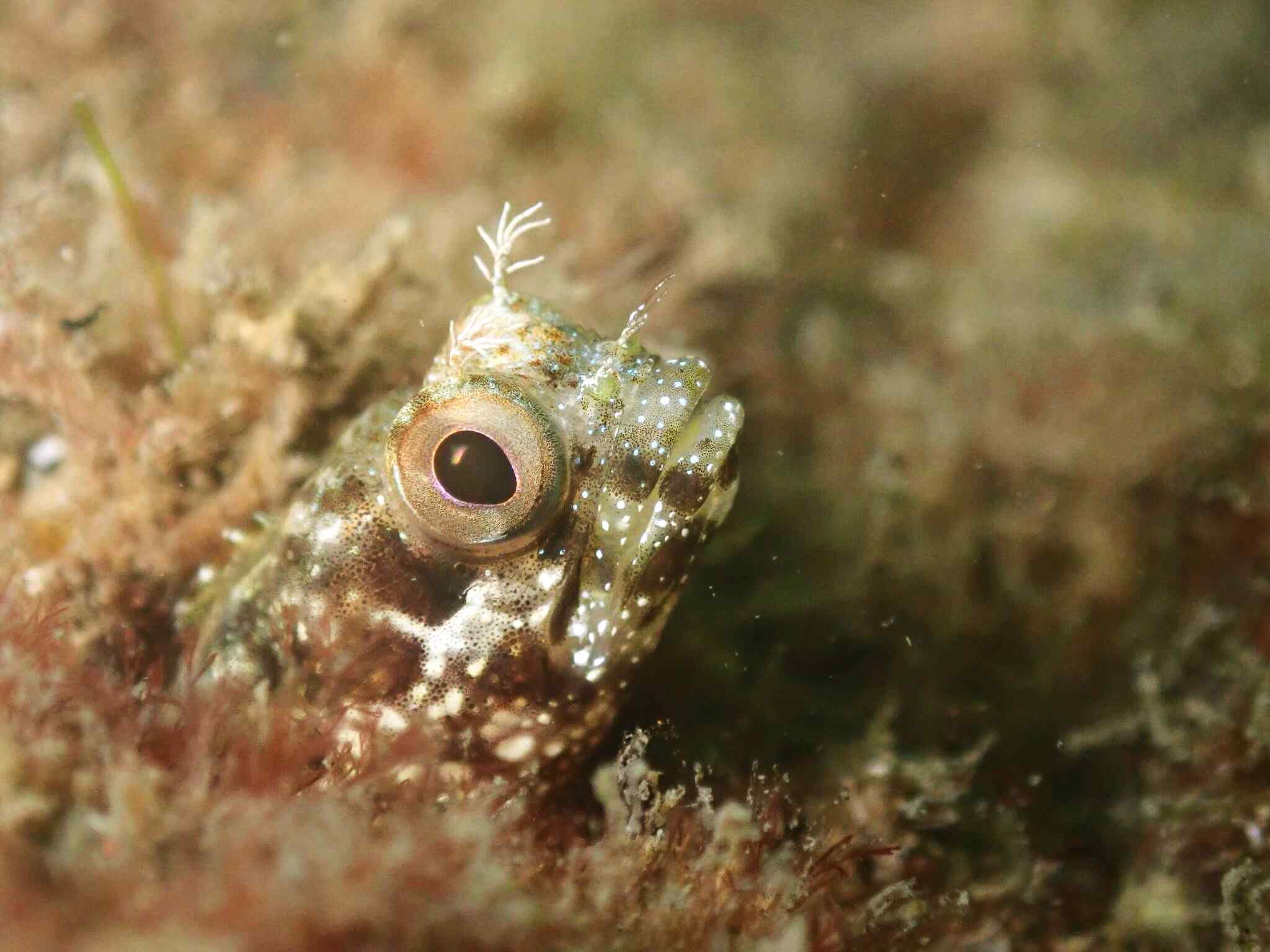 Acanthemblemaria exilispinus