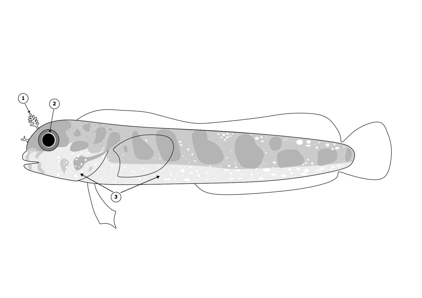 Acanthemblemaria exilispinus