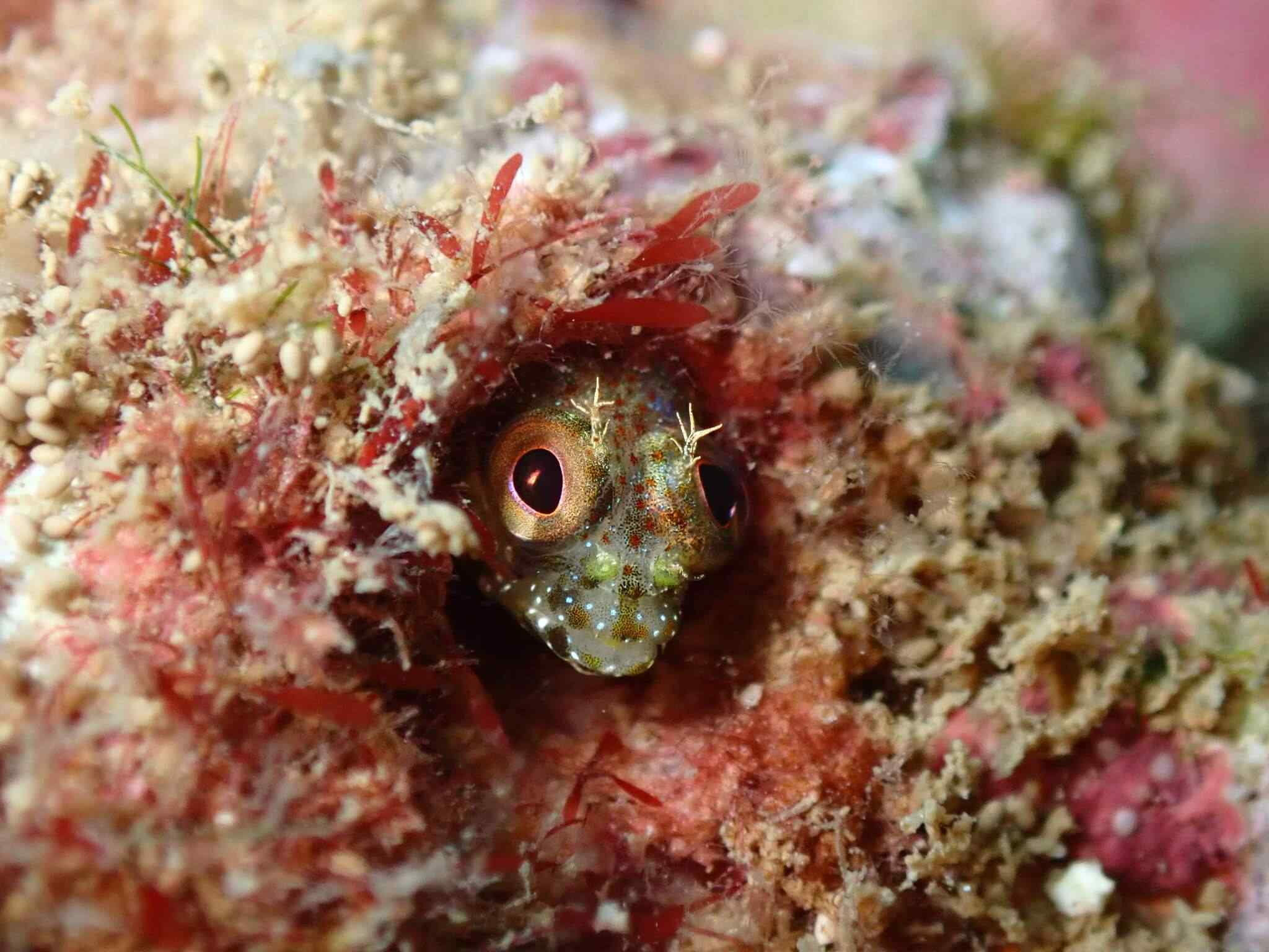 Acanthemblemaria exilispinus