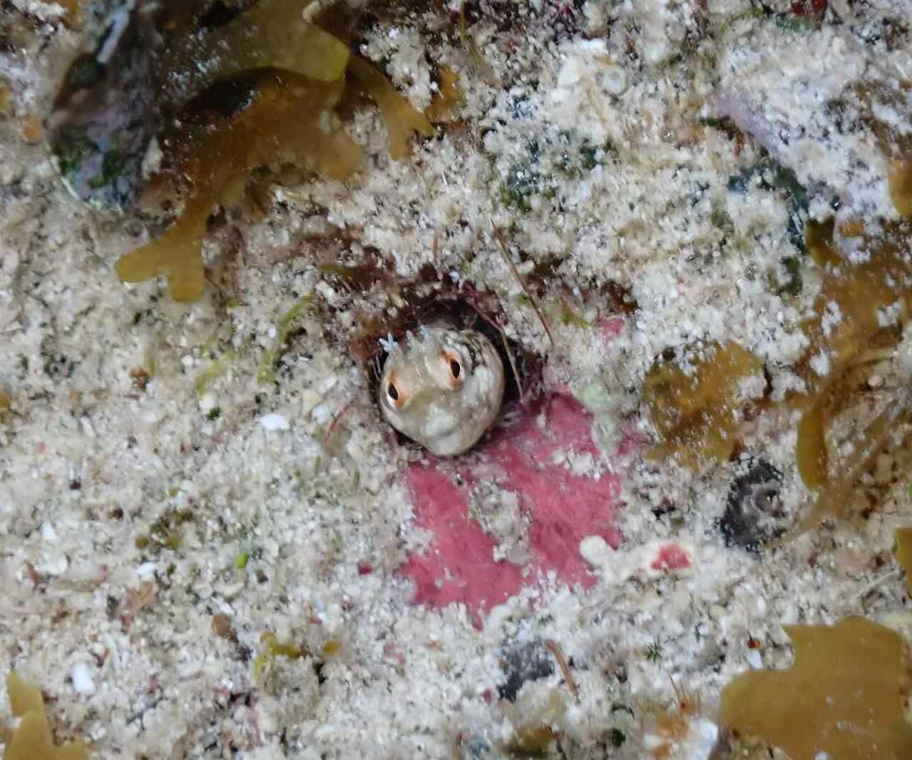 Acanthemblemaria greenfieldi