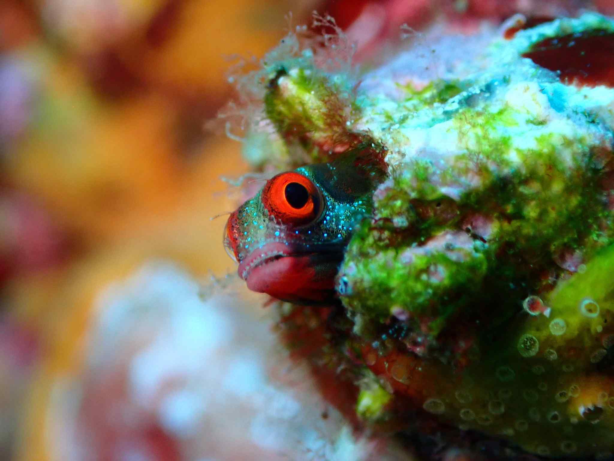 Acanthemblemaria hancocki