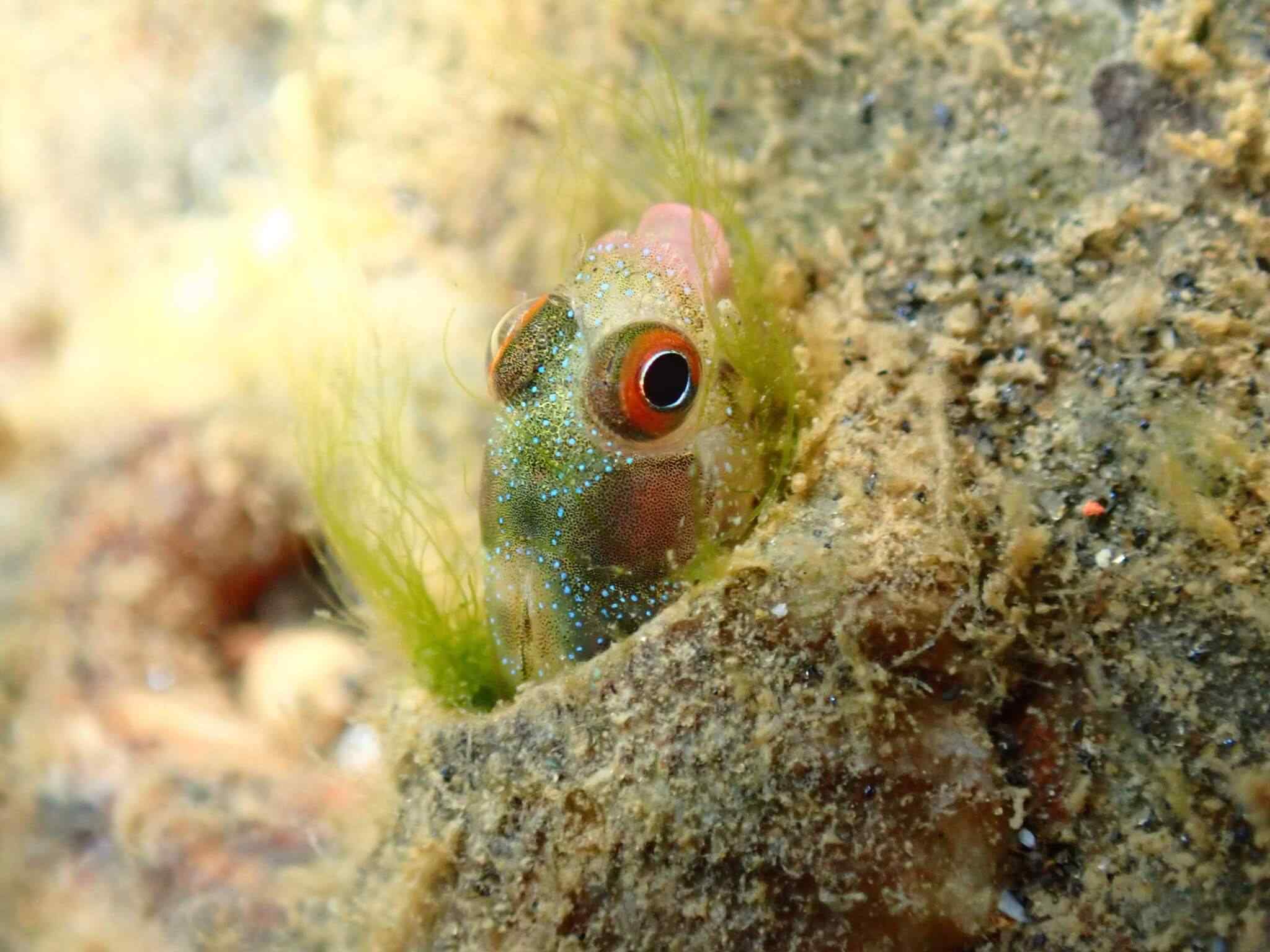 Acanthemblemaria hancocki