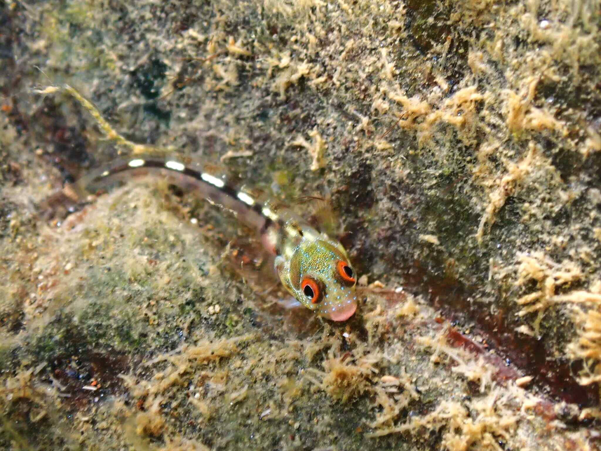 Acanthemblemaria hancocki