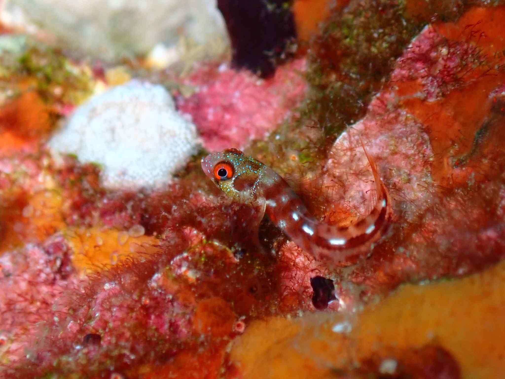 Acanthemblemaria hancocki