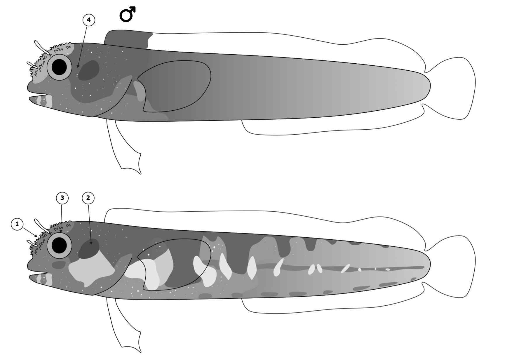 Acanthemblemaria johnsoni
