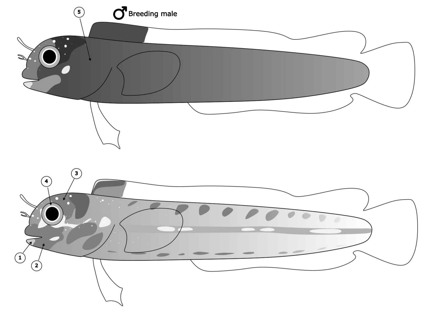 Acanthemblemaria mangognatha