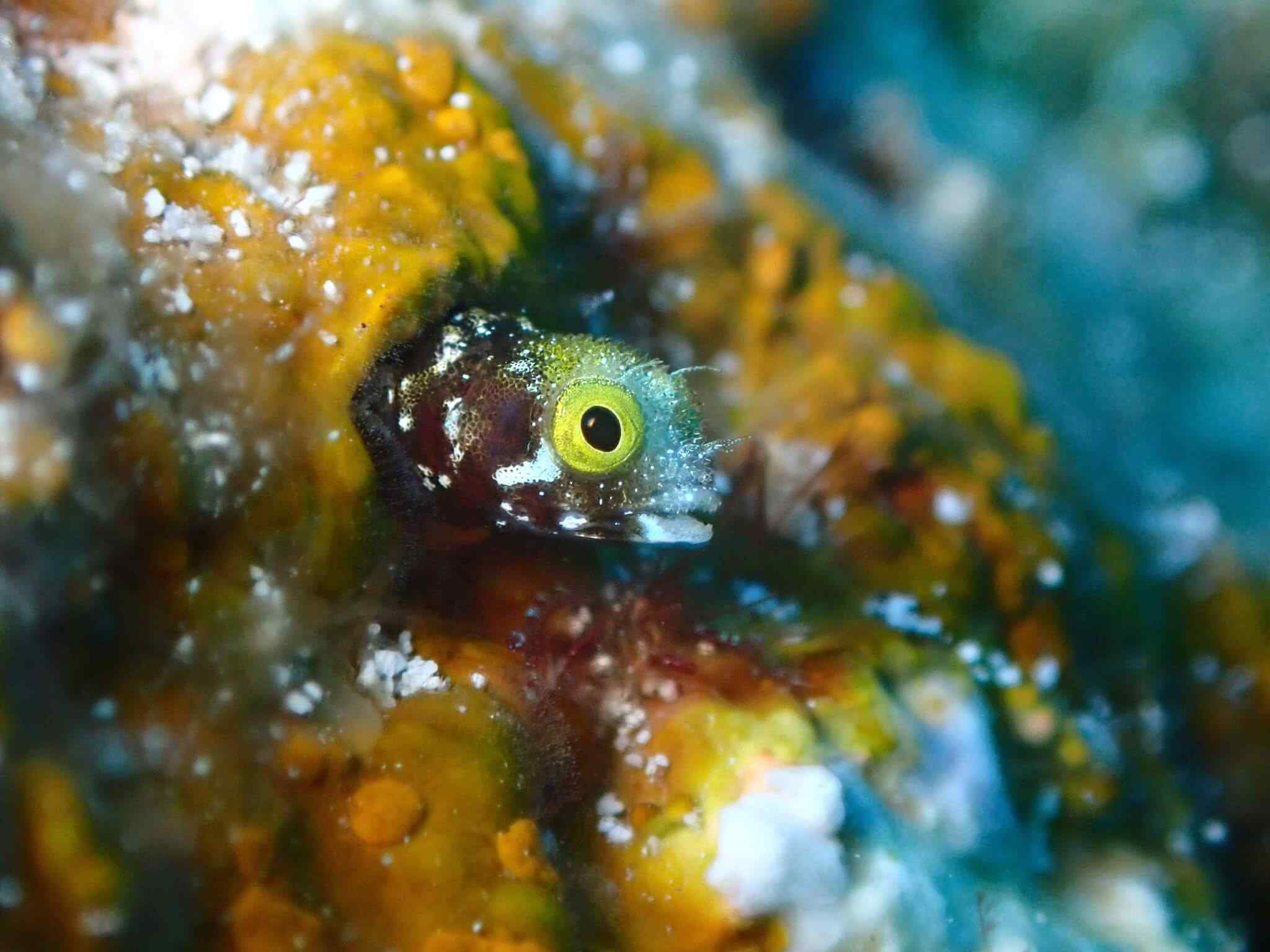 Acanthemblemaria spinosa