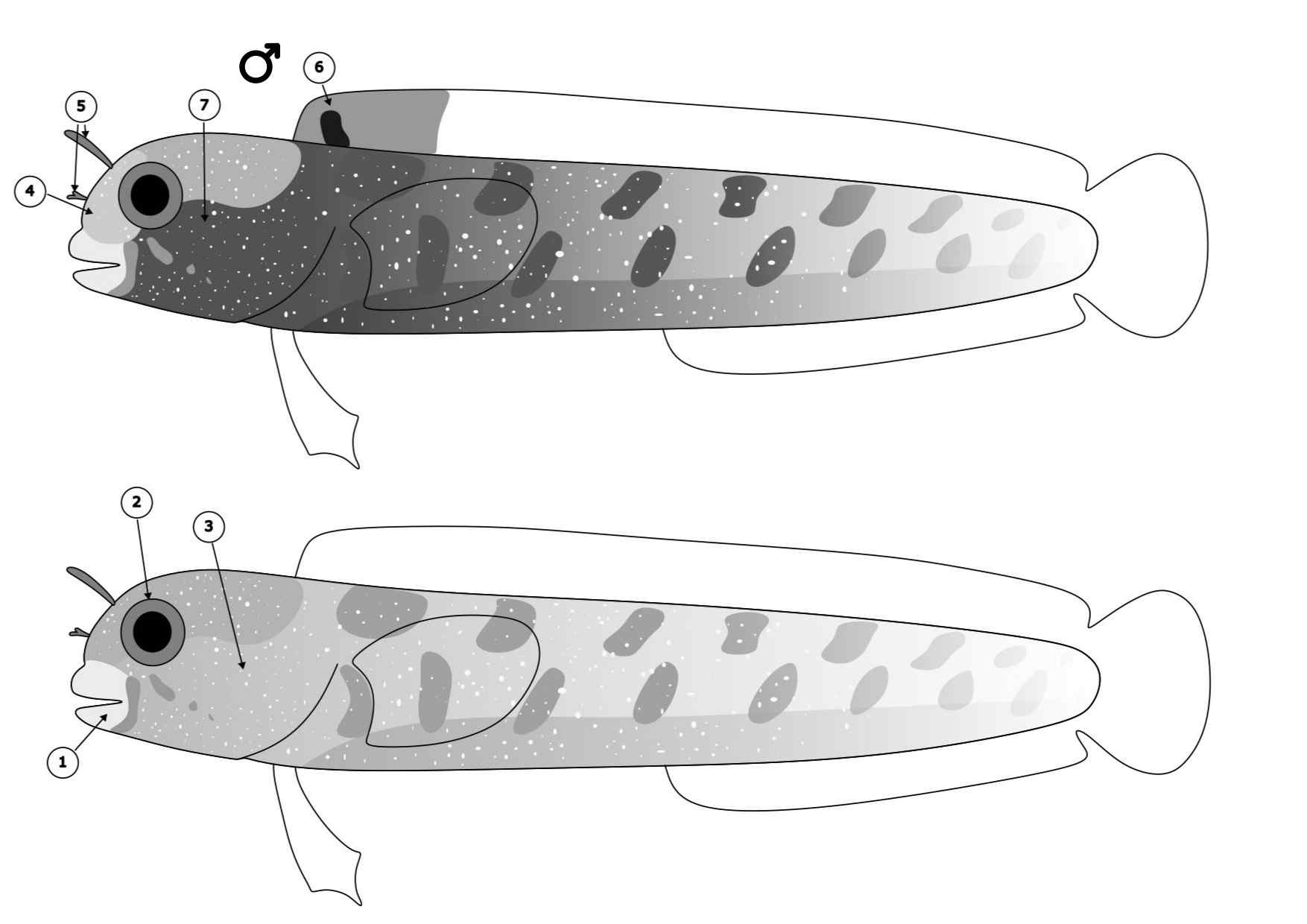 Acanthemblemaria stephensi