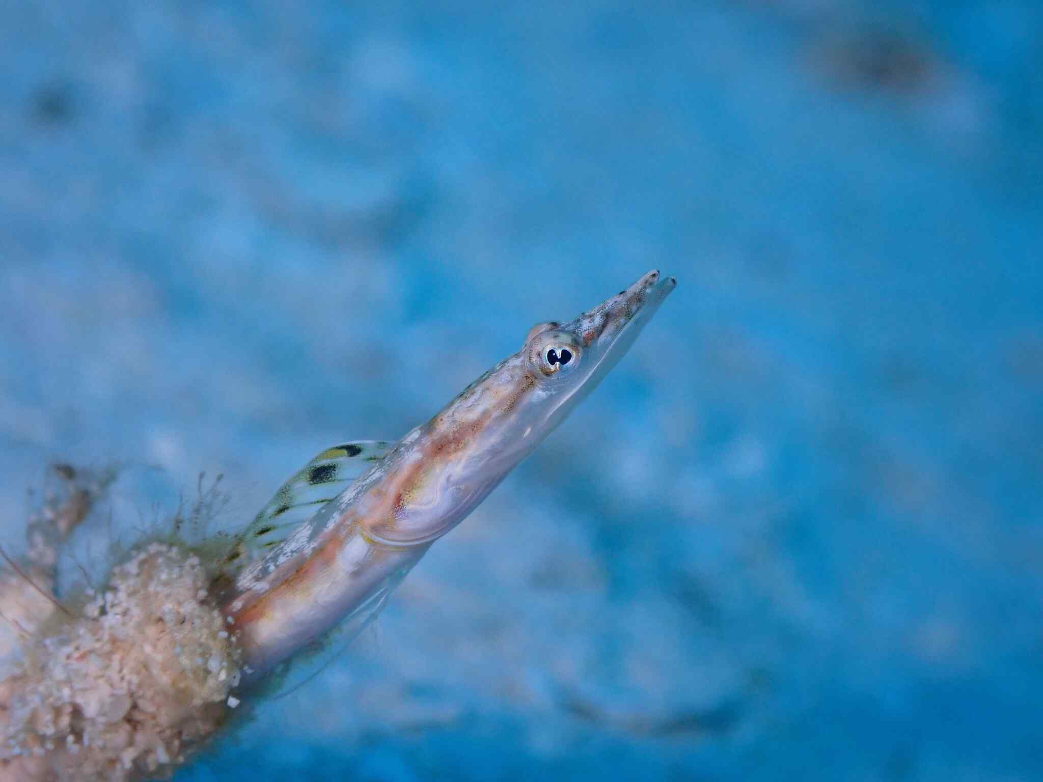 Chaenopsis limbaughi