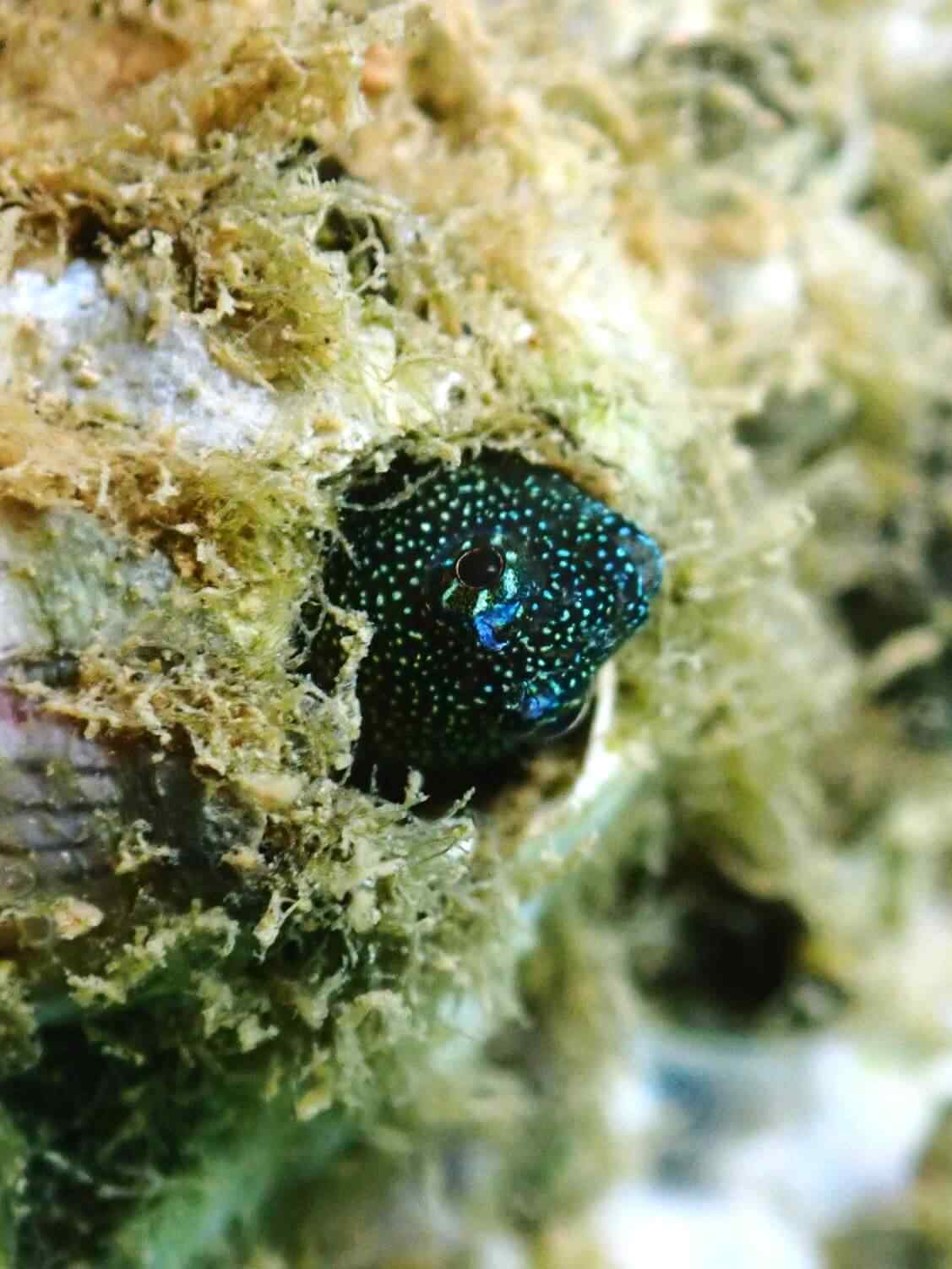 Coralliozetus springeri