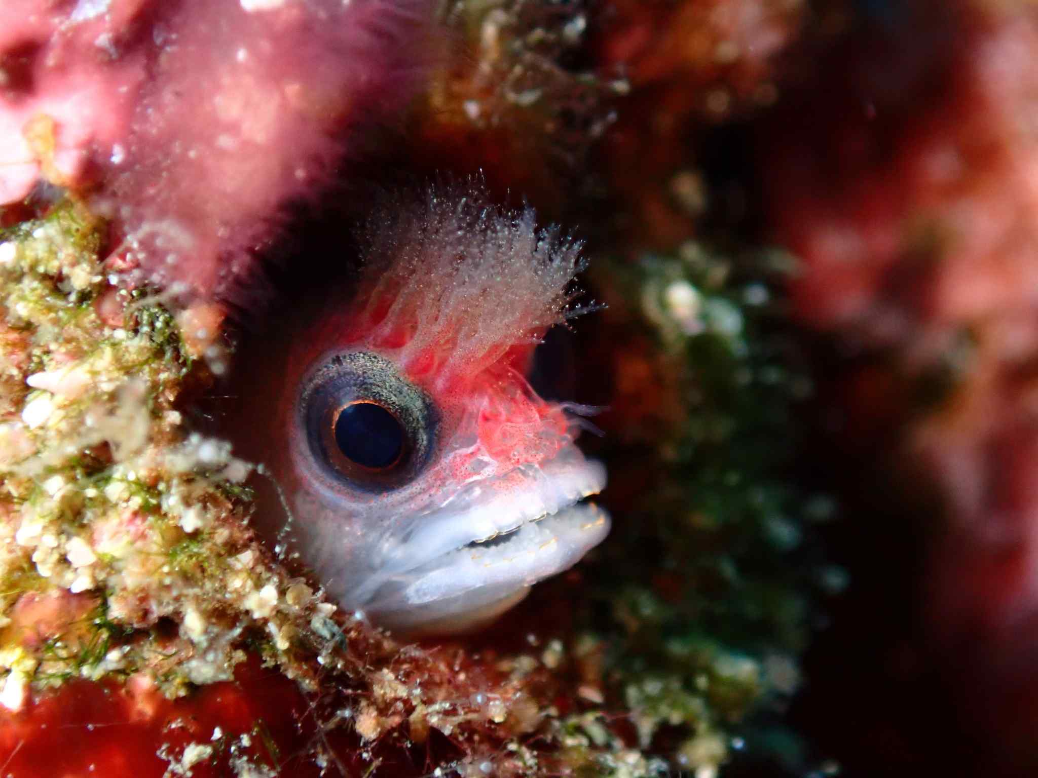 Mccoskerichthys sandae