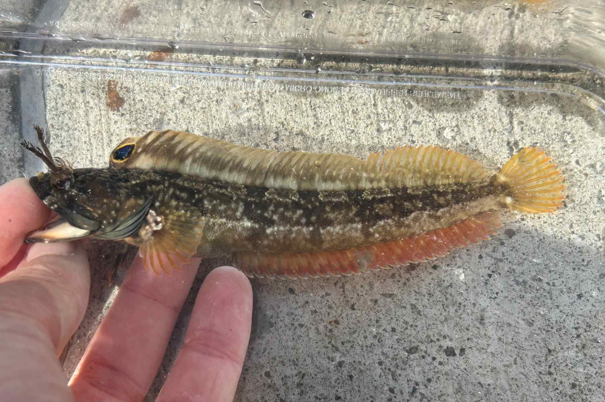 Neoclinus uninotatus