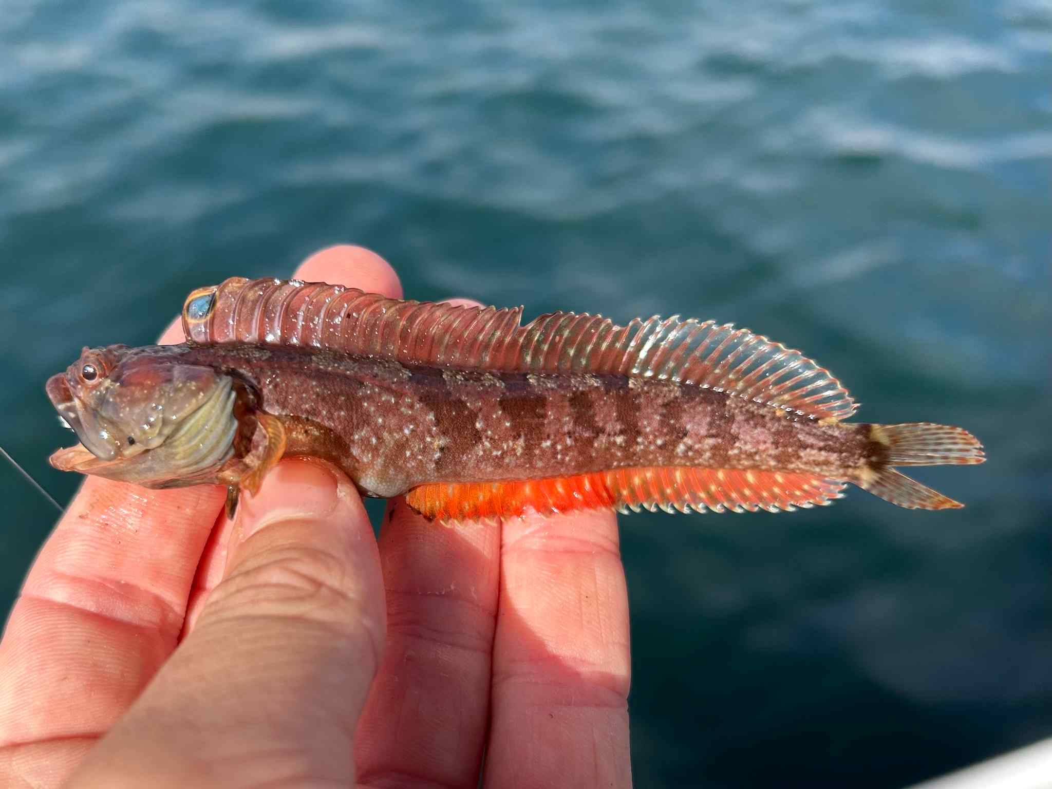 Neoclinus uninotatus