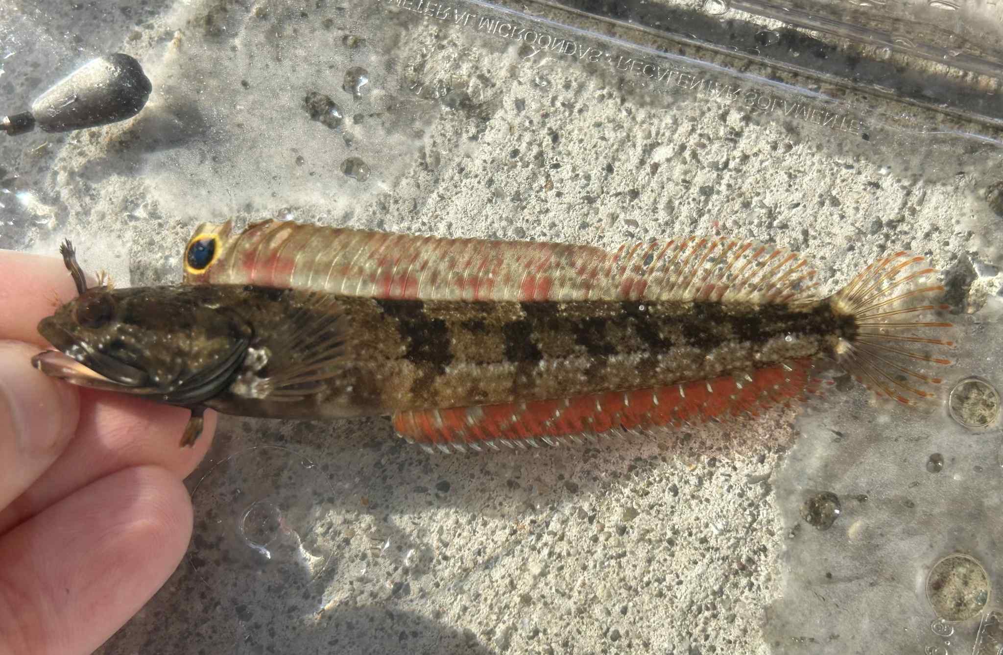 Neoclinus uninotatus