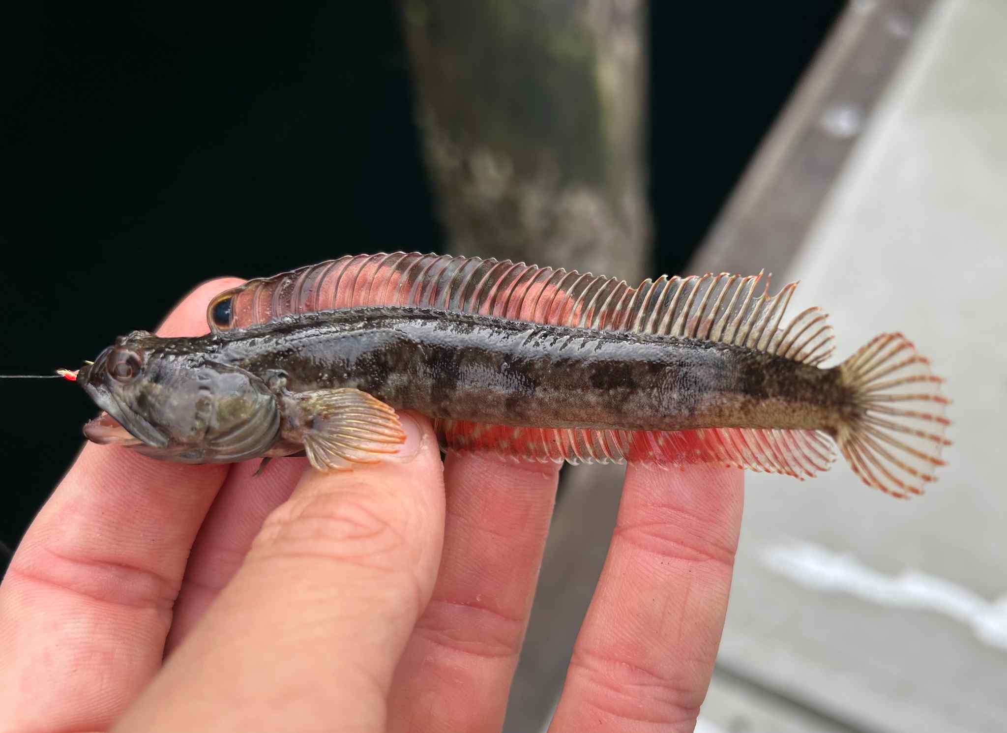 Neoclinus uninotatus