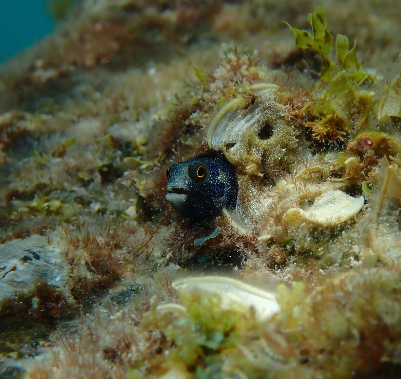 Acanthemblemaria hastingsi