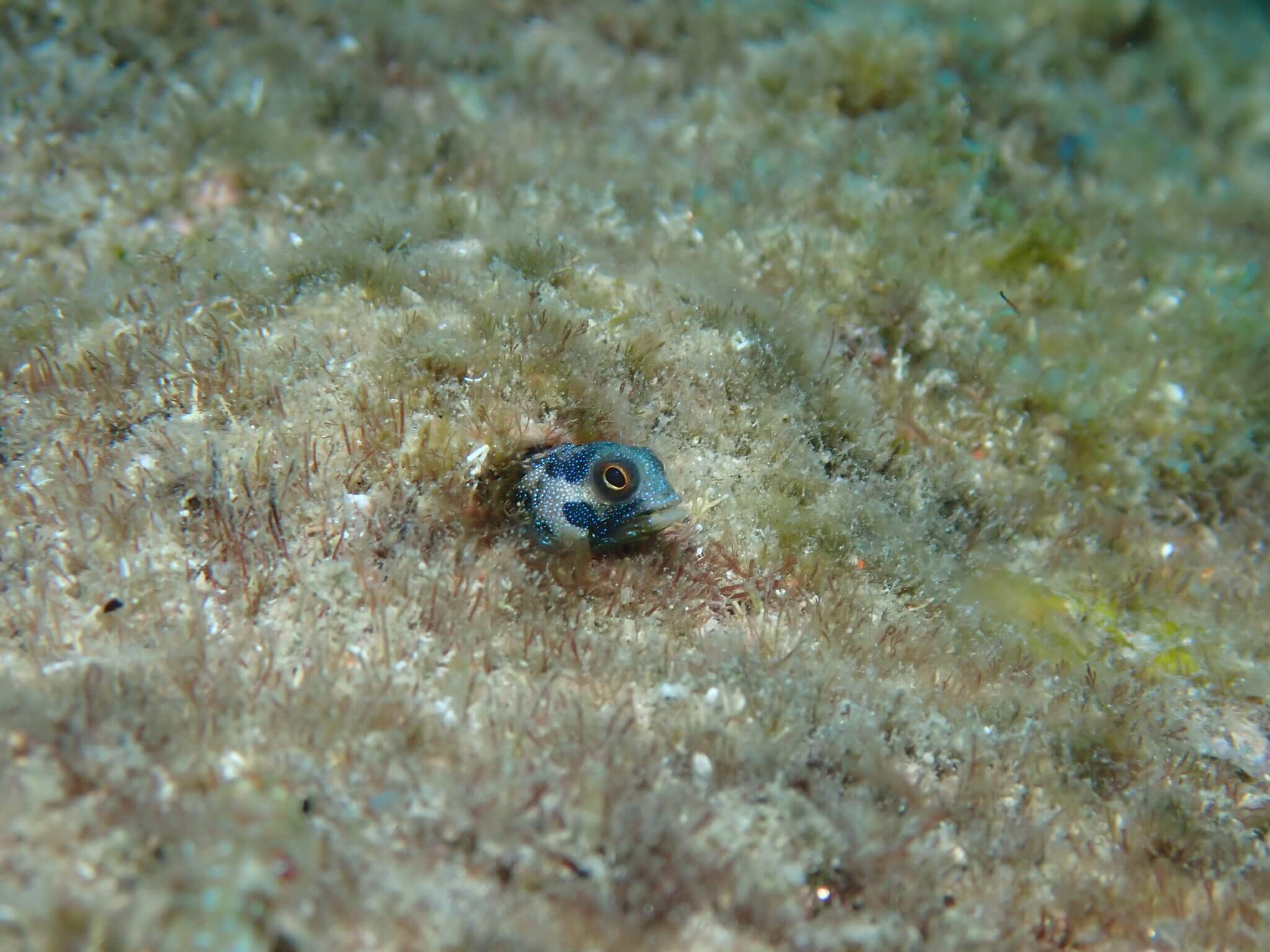 Acanthemblemaria hastingsi