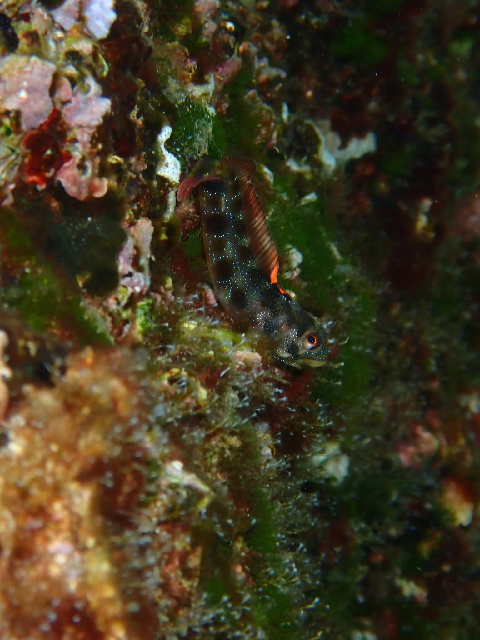 Acanthemblemaria hastingsi