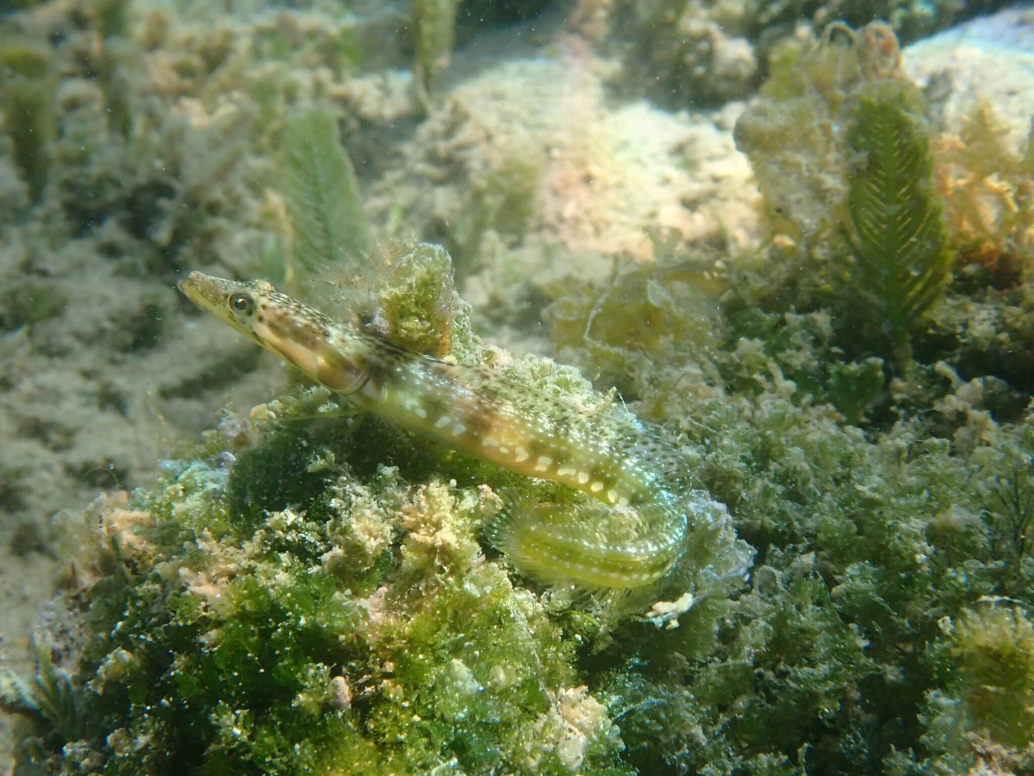 Chaenopsis alepidota