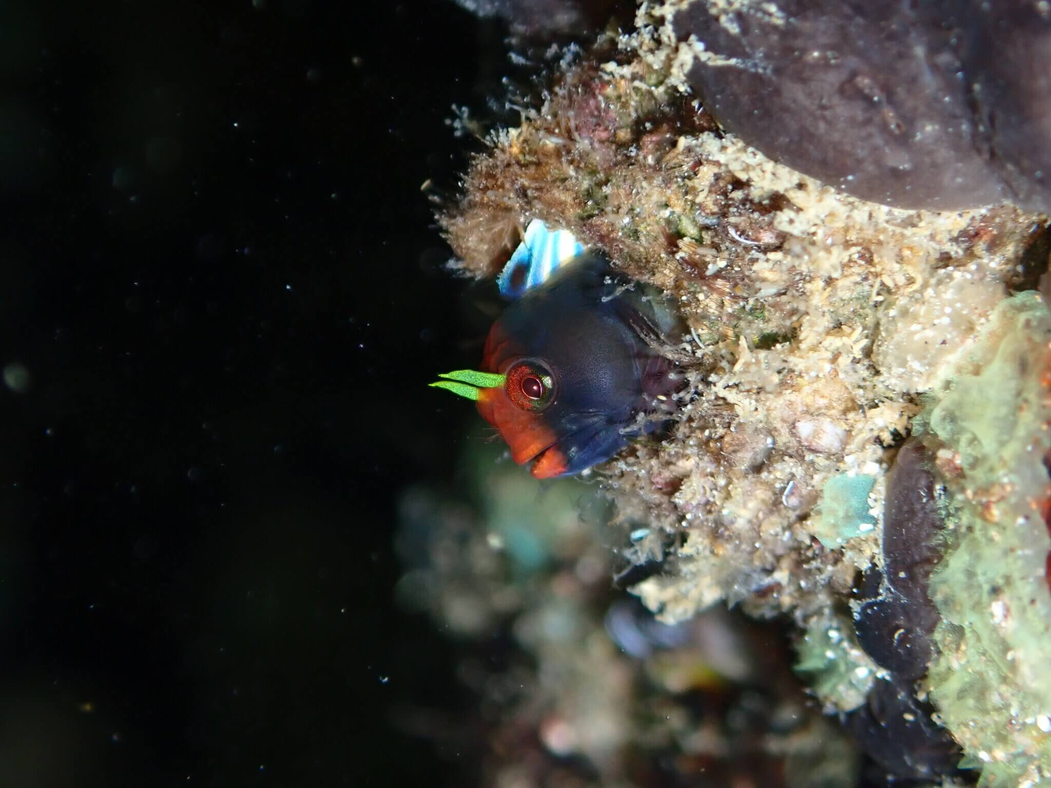 Coralliozetus angelicus