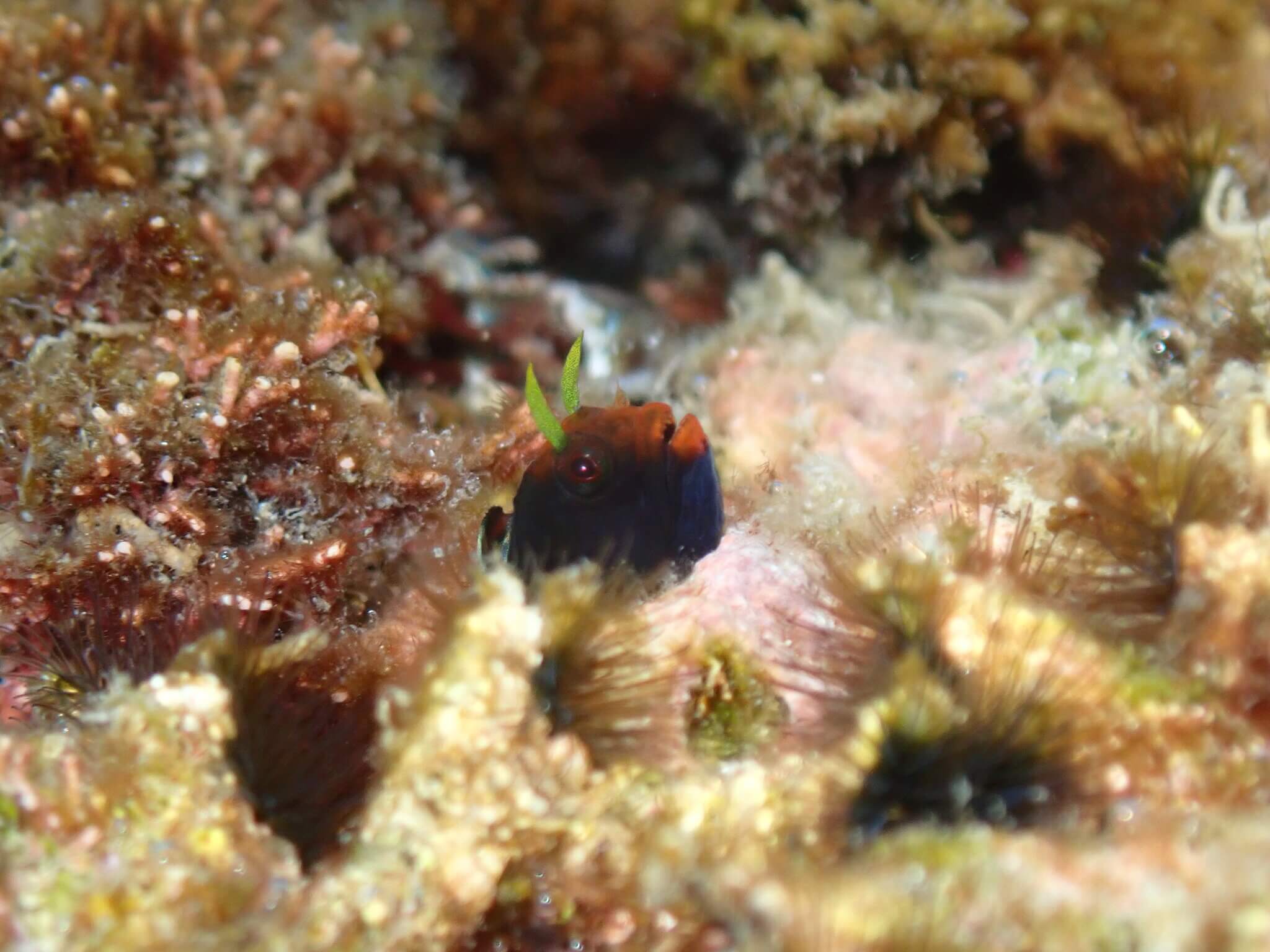 Coralliozetus angelicus