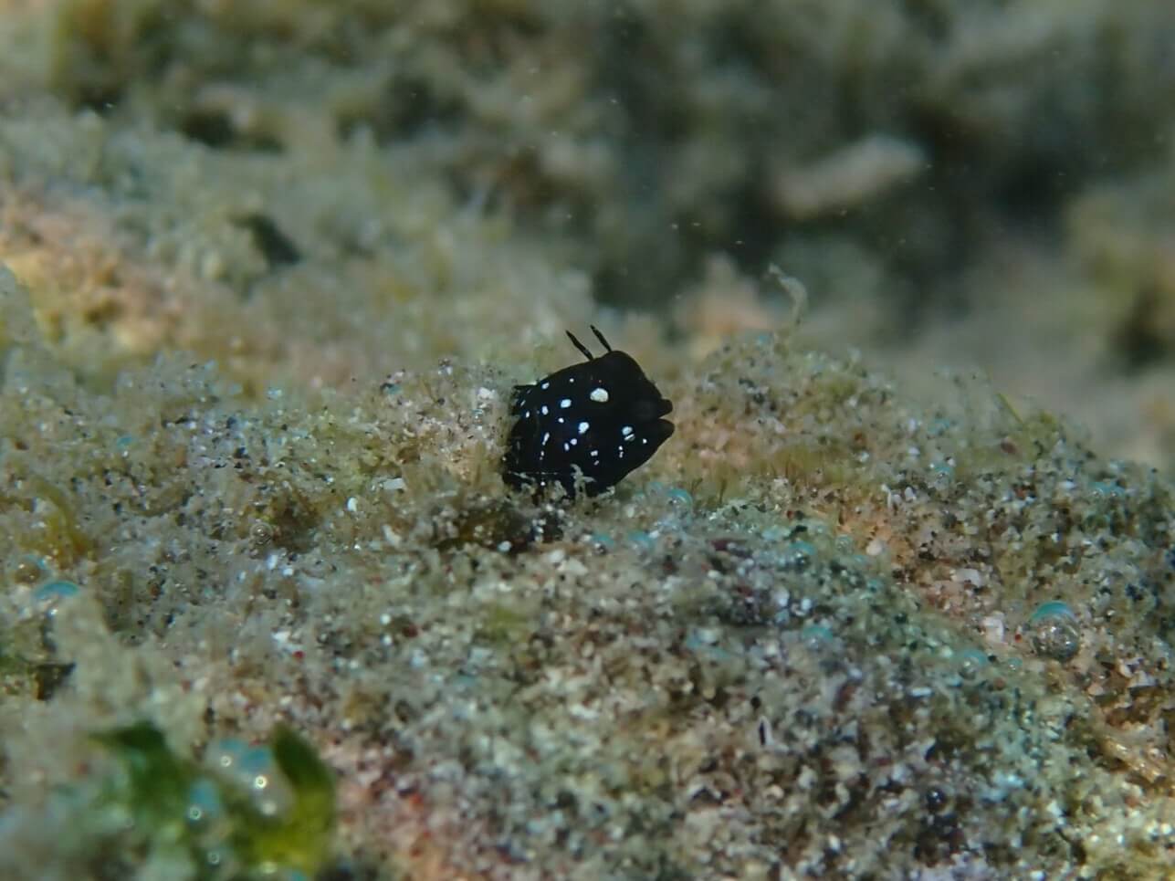 Coralliozetus micropes