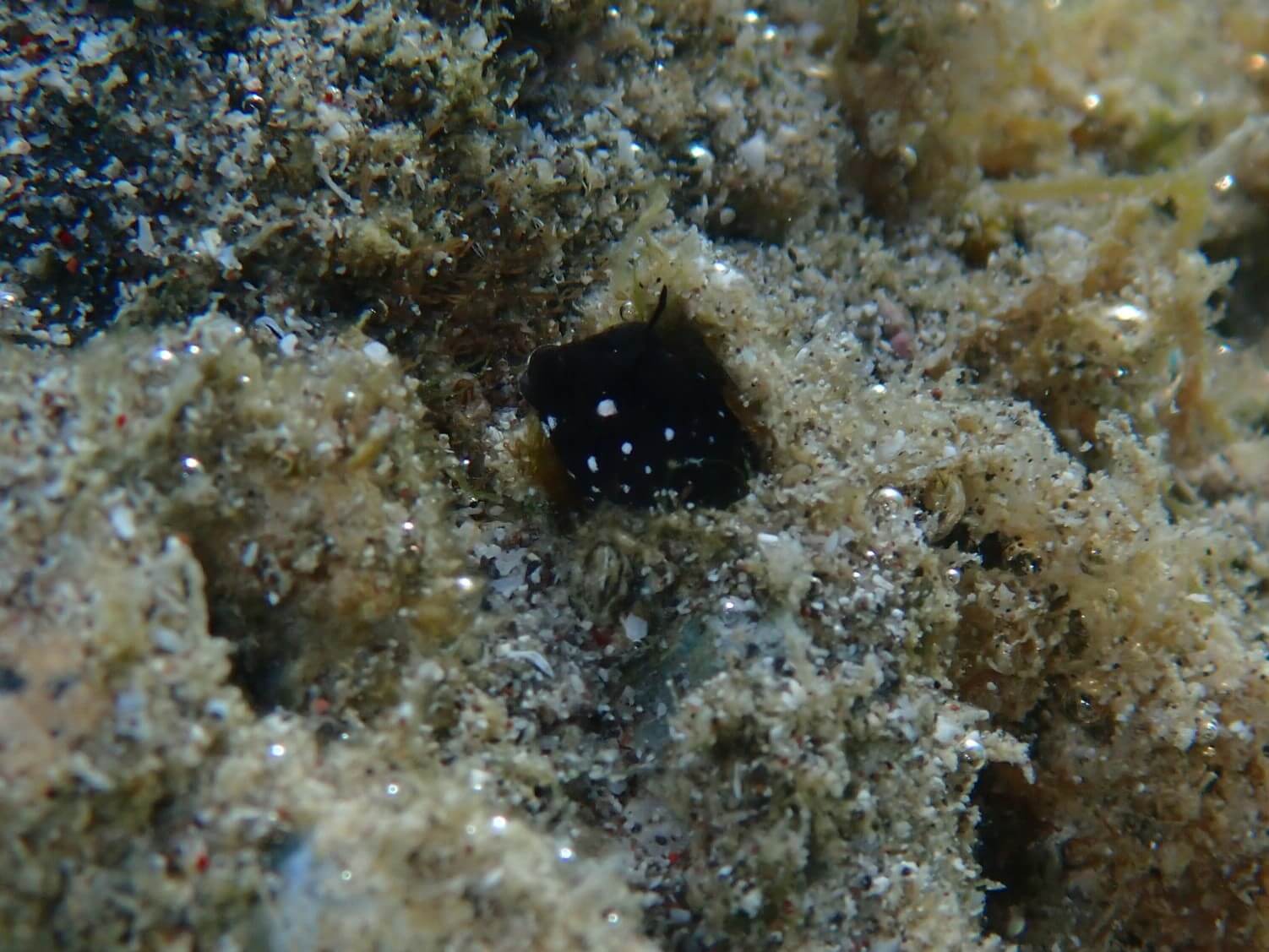 Coralliozetus micropes