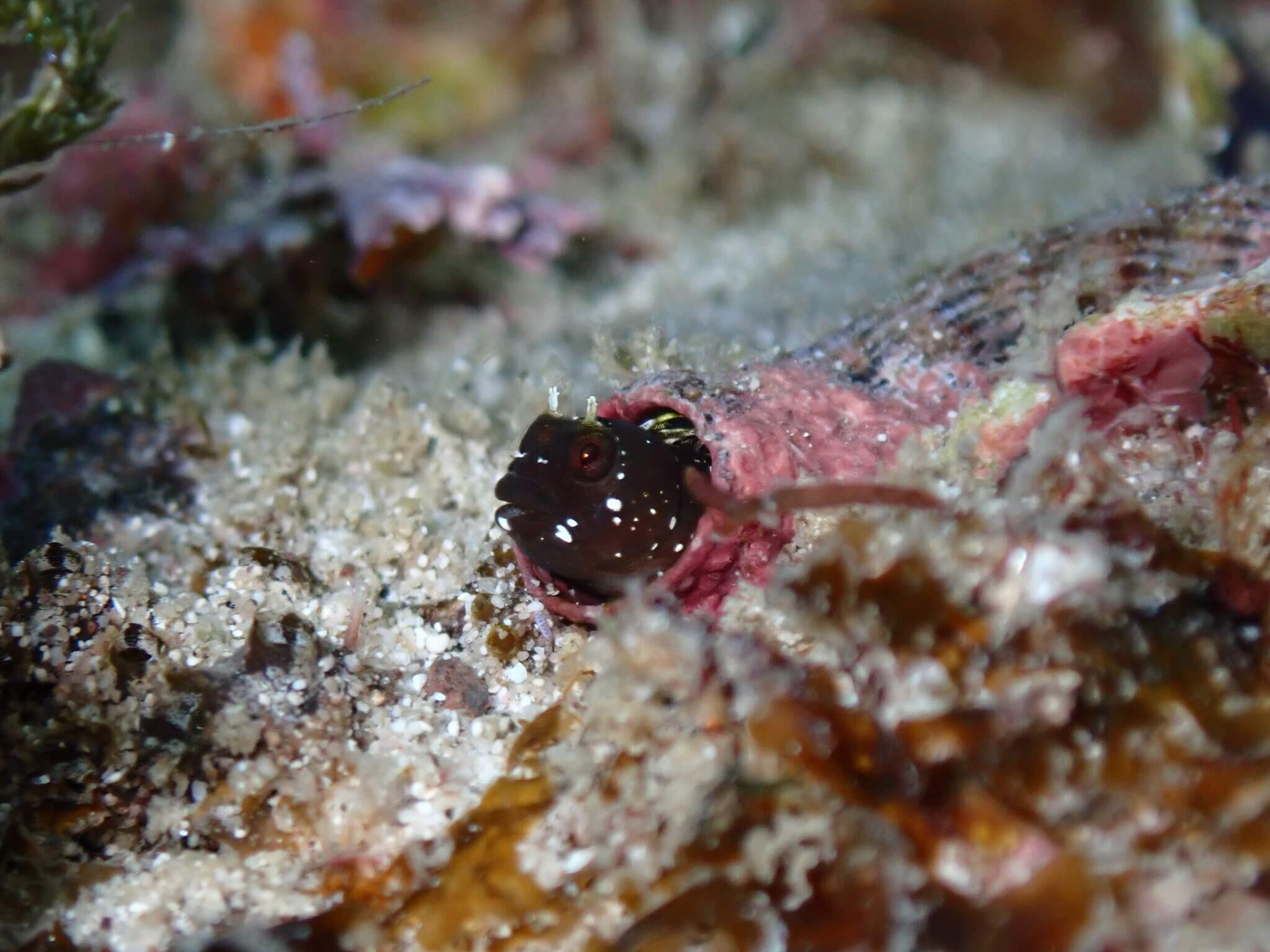 Coralliozetus rosenblatti