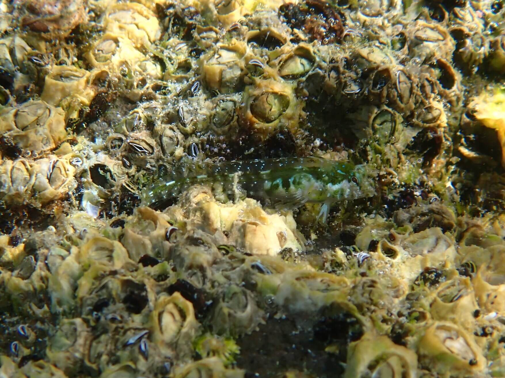 Coralliozetus rosenblatti