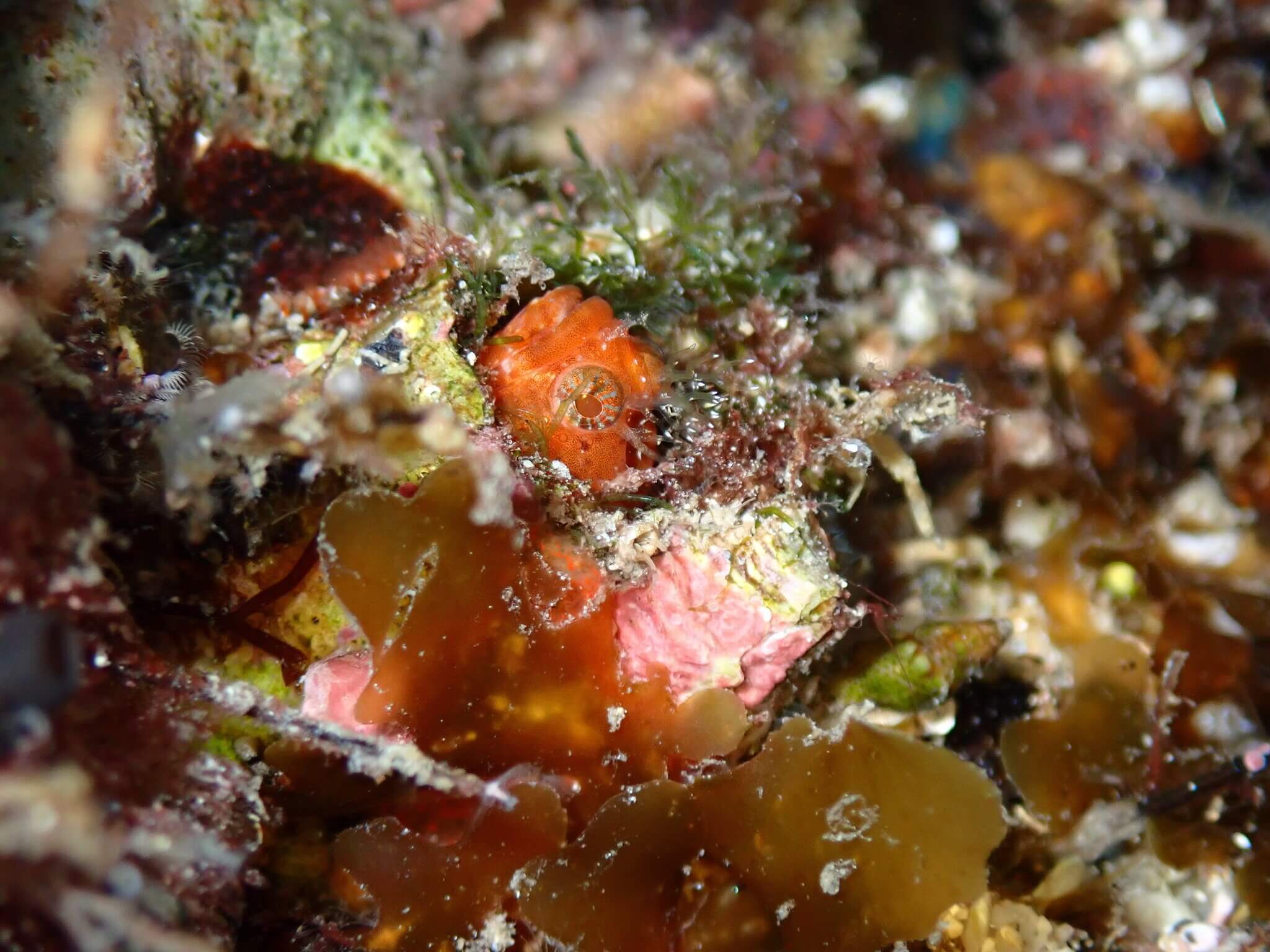 Protemblemaria bicirrus